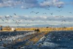 The role of healthy wetlands in fighting climate change