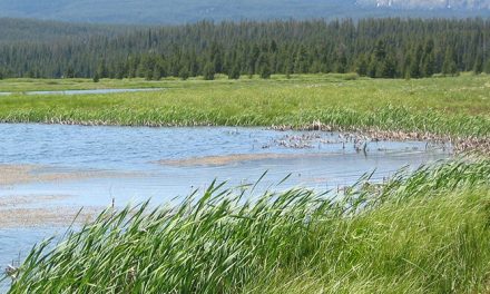 Coordinated policies to safeguard wetland ecosystems urgently needed