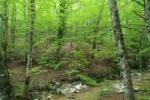 Towards a Strategy for the Sustainable Management of Mediterranean Forests (StrategyMedFor)