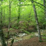 Towards a Strategy for the Sustainable Management of Mediterranean Forests (StrategyMedFor)