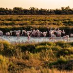 Mediterranean wetland ecosystems knowledge base