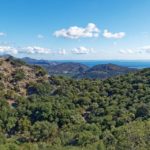 Looking back and forth to Mediterranean Forests