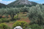 A new cooperation era for Mediterranean forests supported by technology