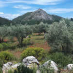 A new cooperation era for Mediterranean forests supported by technology