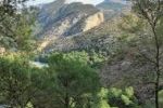 Celebrating and calibrating Mediterranean forests