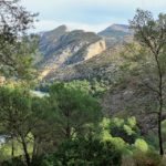 Celebrating and calibrating Mediterranean forests