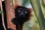 The ETC-UMA strenghtens its collaboration in biodiversity conservation in Madagascar