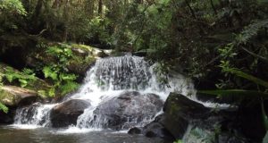 Conservation activities impact on the biological health of Ankarafantsika and Andasibe National Parks (Madagascar)