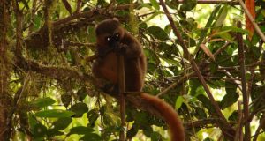 Influence of ecotourism to lemur reproduction in Ranomafana National Park (Madagascar)