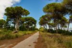 New Mediterranean forest heroes to be announced