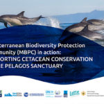 Supporting cetacean conservation in the Pelagos Sanctuary