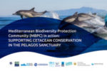 Supporting cetacean conservation in the Pelagos Sanctuary