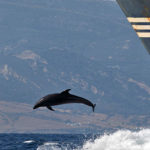 Supporting cetacean conservation in the Pelagos Sanctuary