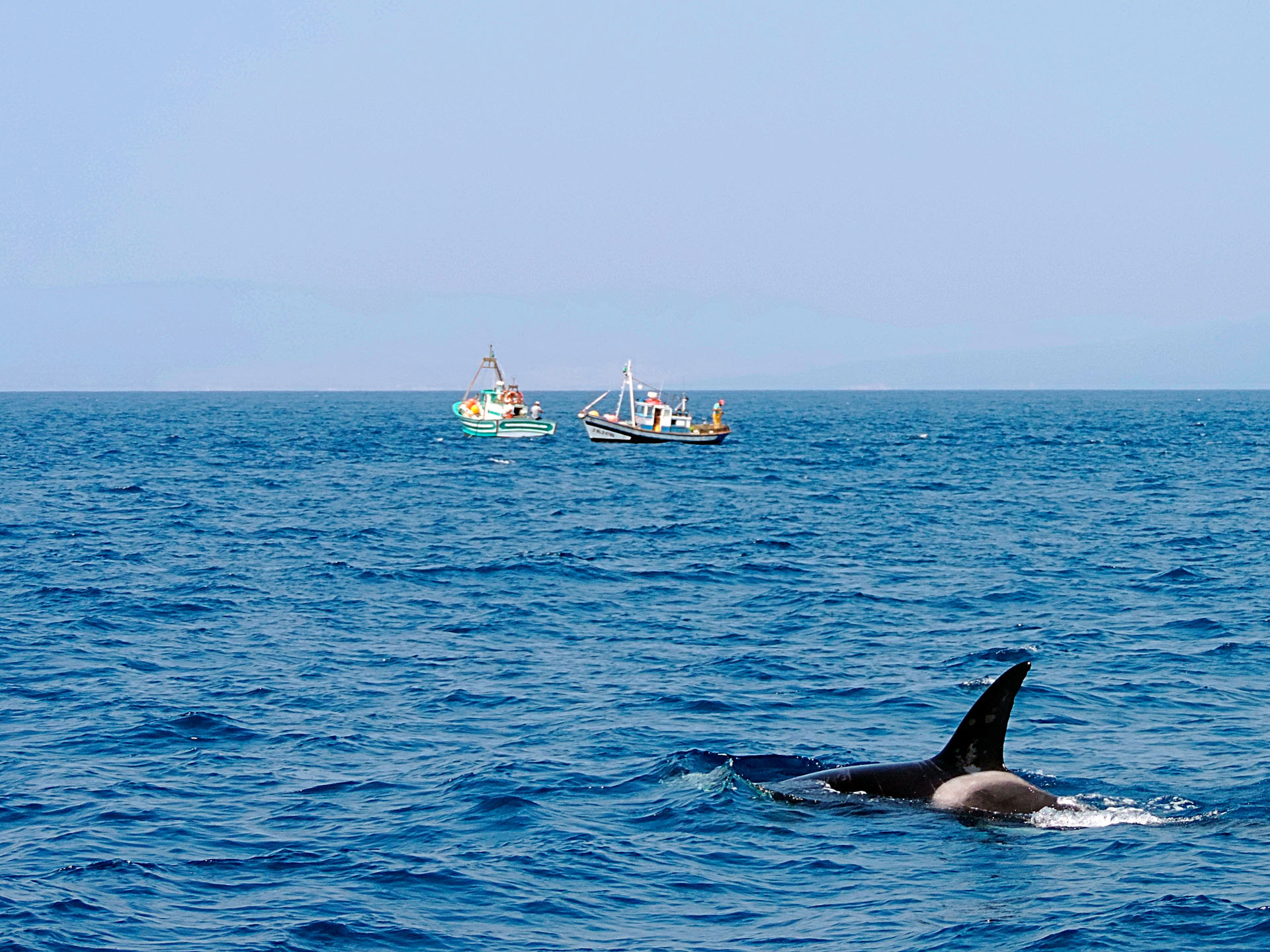 Featured image for “WWF EU MPA assessment”