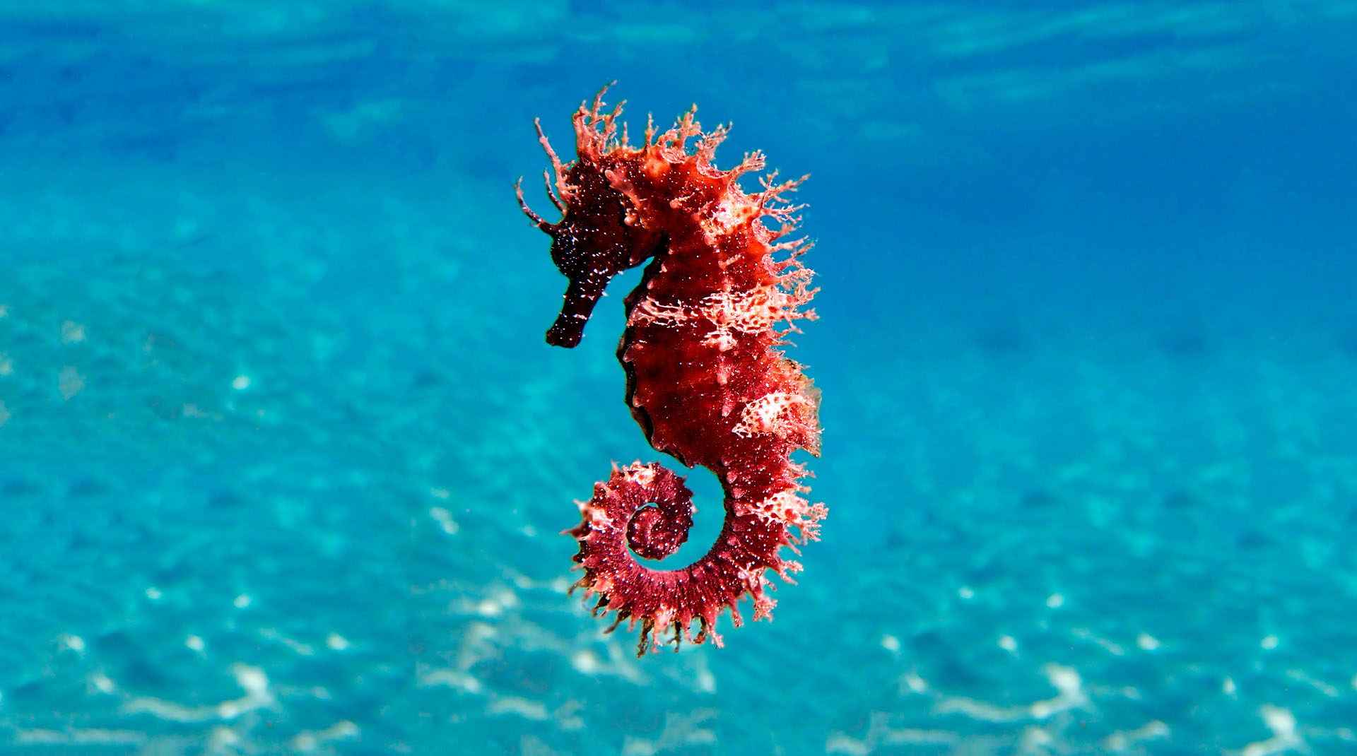 Featured image for “WWF Mediterranean MPA assessment”