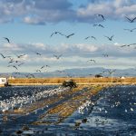 The role of healthy wetlands in fighting climate change