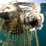 MedBioLitter: an open database on marine litter and biodiversity science