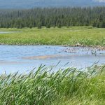Coordinated policies to safeguard wetland ecosystems urgently needed